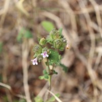 Lepidagathis fasciculata (Retz.) Nees